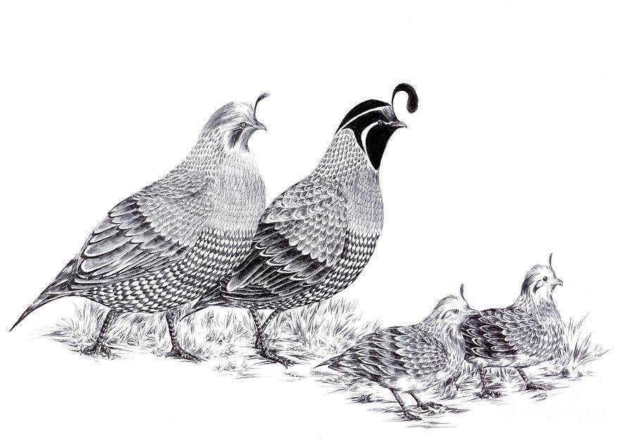 Quail Family Evening Stroll Drawing by Alice Chen