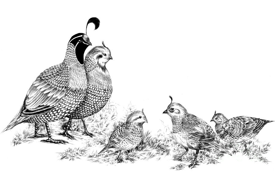 Quail Family Outing Drawing by Alice Chen | Fine Art America