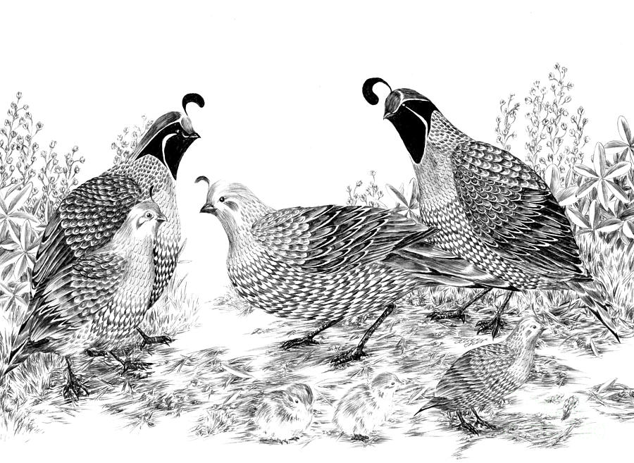 Quail Family Reunion Drawing by Alice Chen