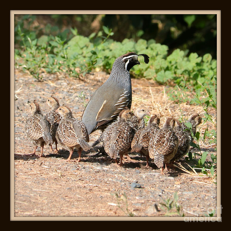 Quail Family with Border Photograph by Carol Groenen