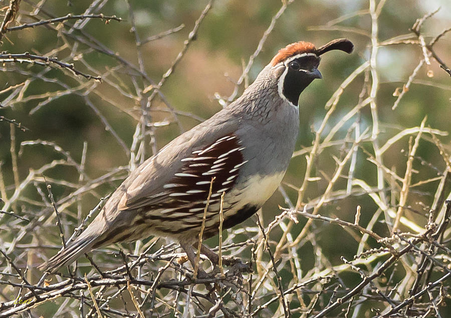 Quail Photograph by George Lenz - Fine Art America