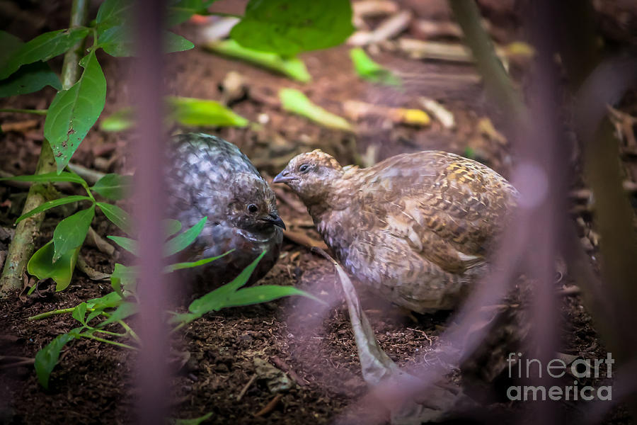 Quail gossip Photograph by Claudia M Photography