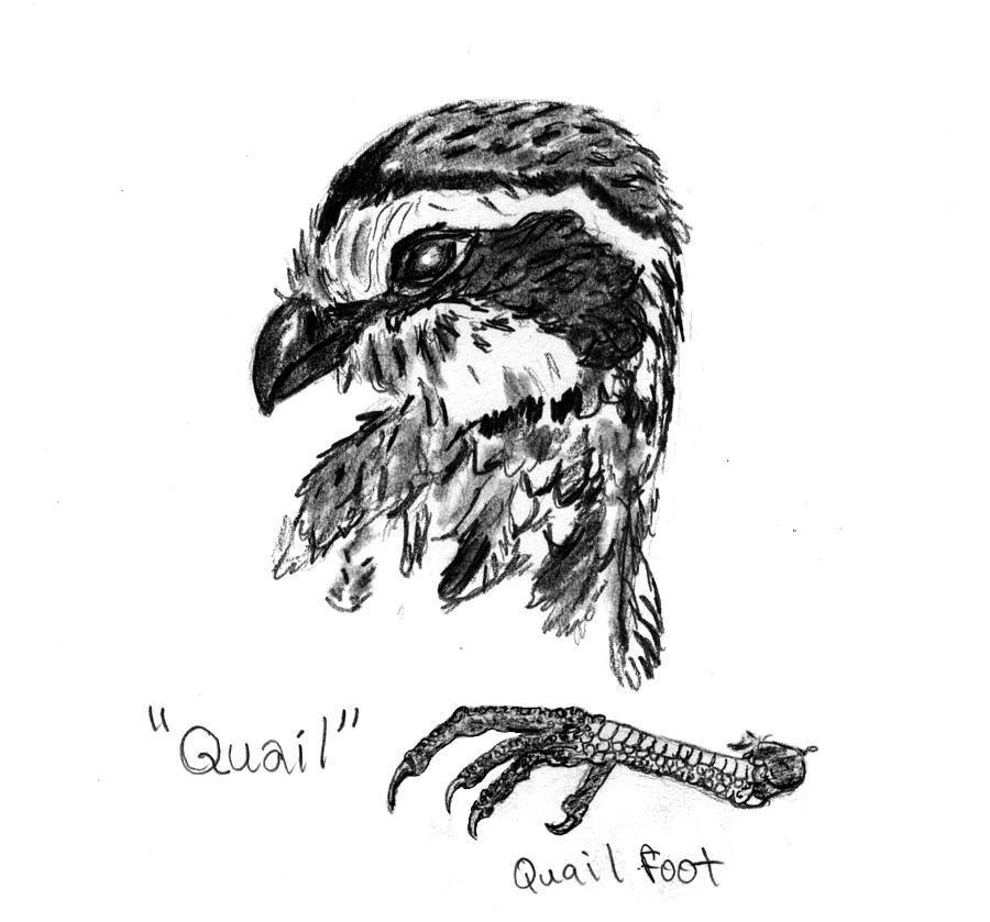 Quail Head With Foot Drawing by Kevin Callahan