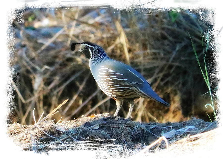Quail in Soft Light with Border Photograph by Carol Groenen