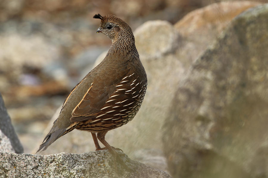 Quail in the rocks Photograph by Inge Riis McDonald