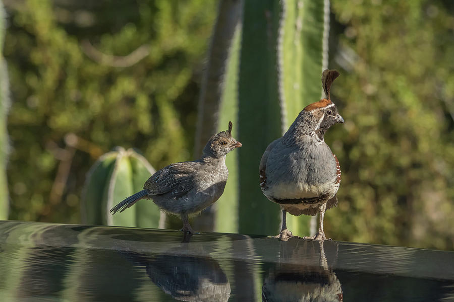 Quail Juvenile and Adult 3061 Photograph by Tam Ryan