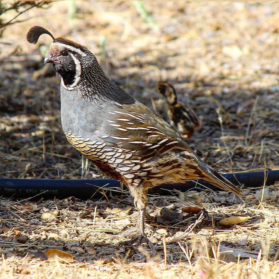 Quail Photograph by Lori Leigh - Fine Art America