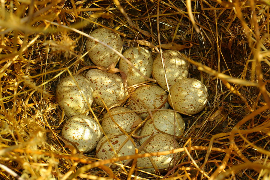 Quail Nest Photograph