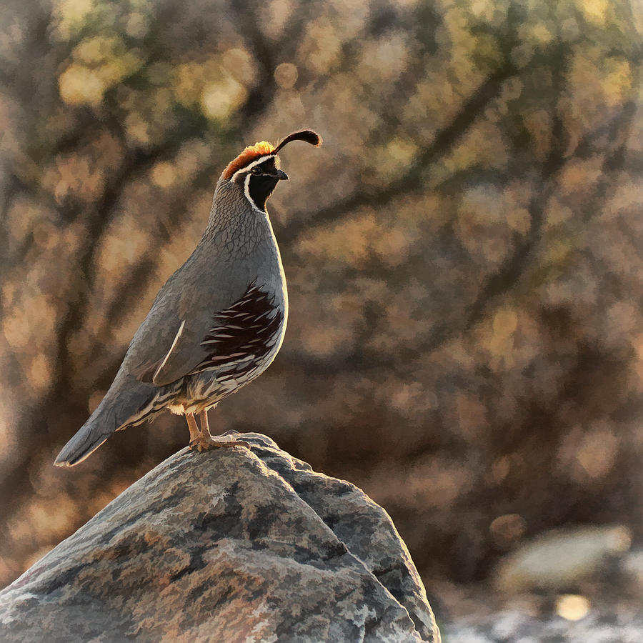 Quail Perched on Rock Bz Photograph by Theo OConnor