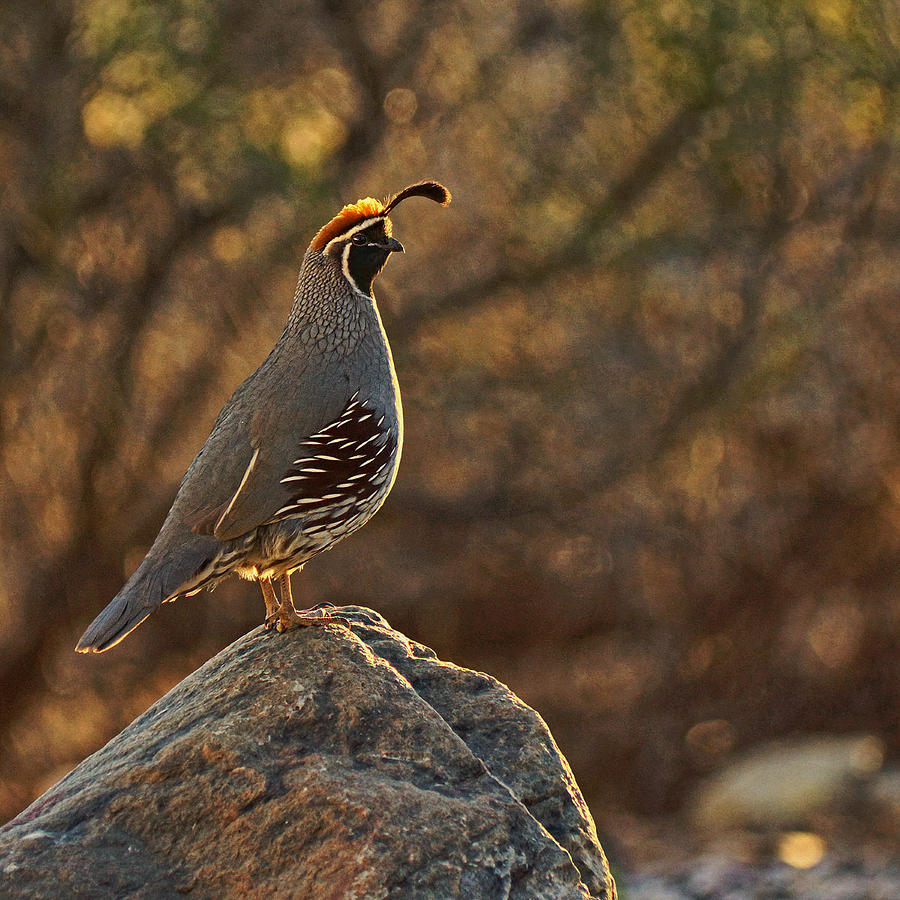 Quail Perched on Rock Tx Photograph by Theo OConnor