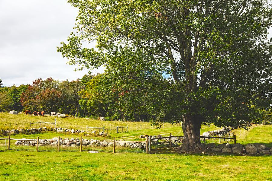 Quaint New England Farm Scene Photograph by Mountain Dreams