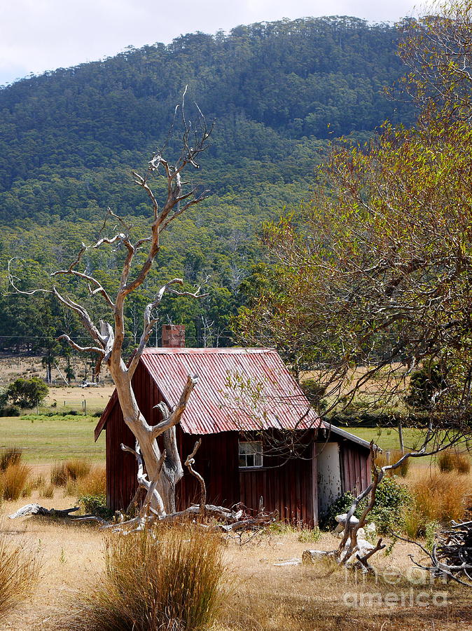Little Red Shed with Tree Photograph by Lexa Harpell