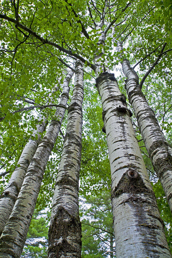 Tree Photograph - Quaking Aspen by David Freuthal