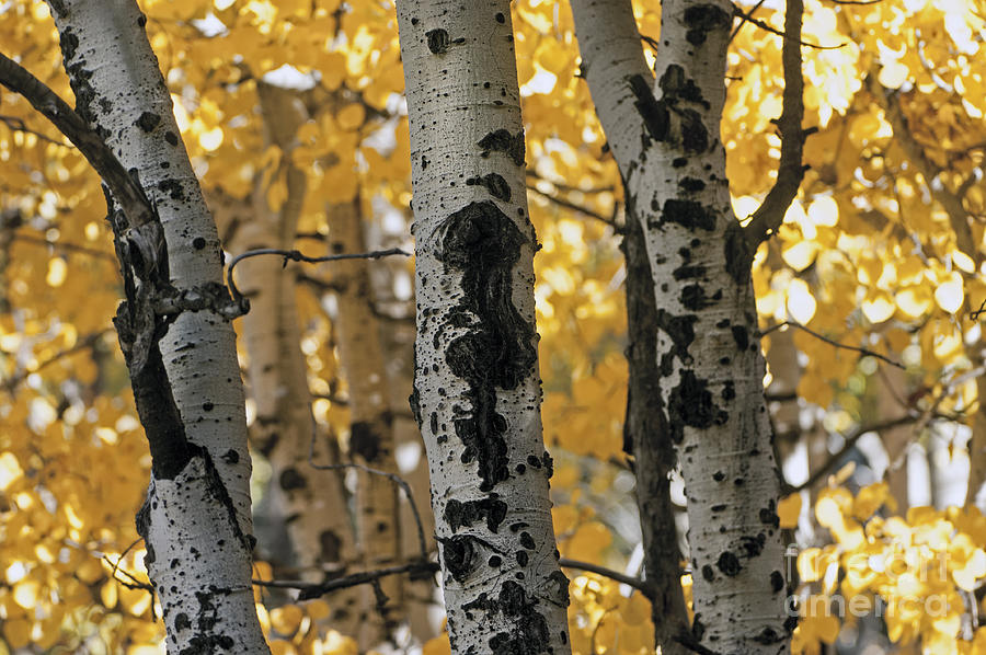 Tree Photograph - Quaking Aspen Grove by Wildlife Fine Art