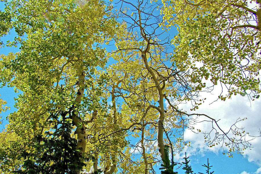 Quaking Aspen on Alpine Pond Trail in Cedar Breaks National Monument, Utah Photograph by Ruth Hager