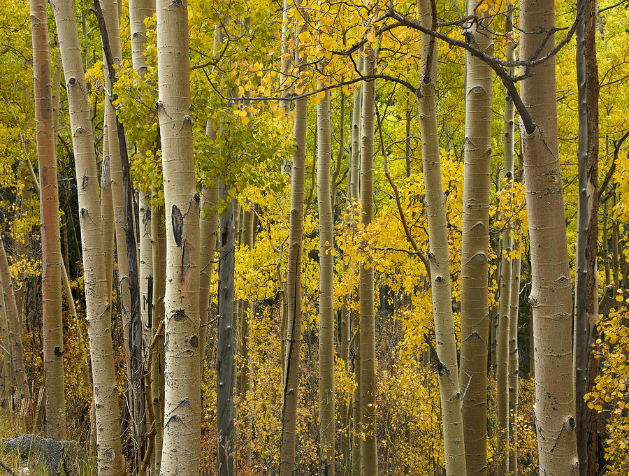 Quaking Aspen Trees In Autumn Santa Fe Photograph by Tim Fitzharris