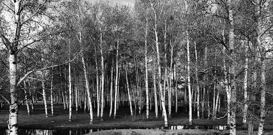 Quaking Aspens 2 Photograph by Larry Campbell