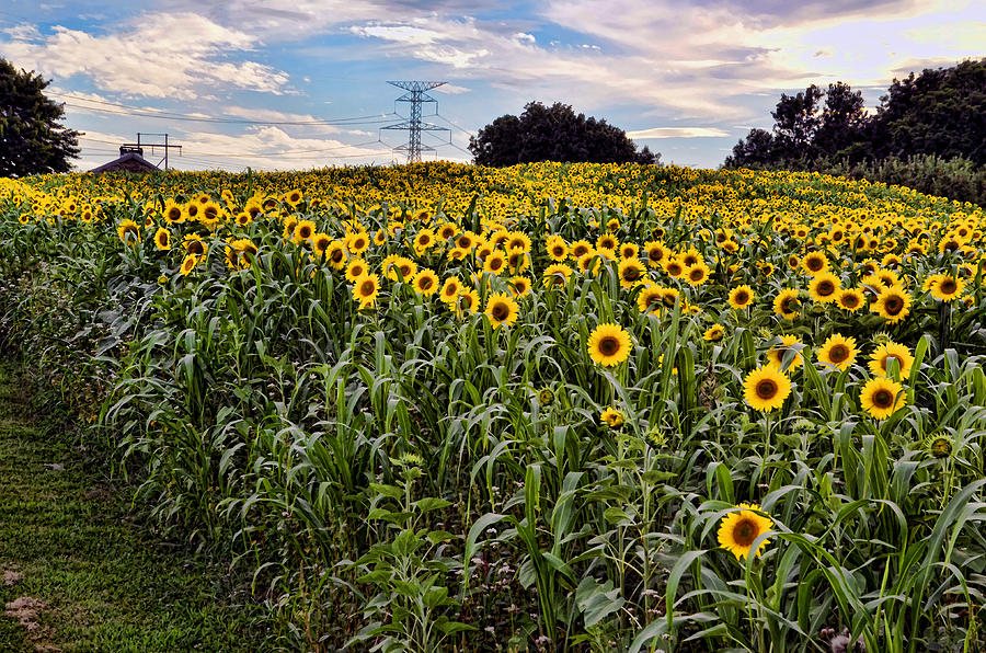 Quarry Hill Sunflowers Photograph by Ann Bridges