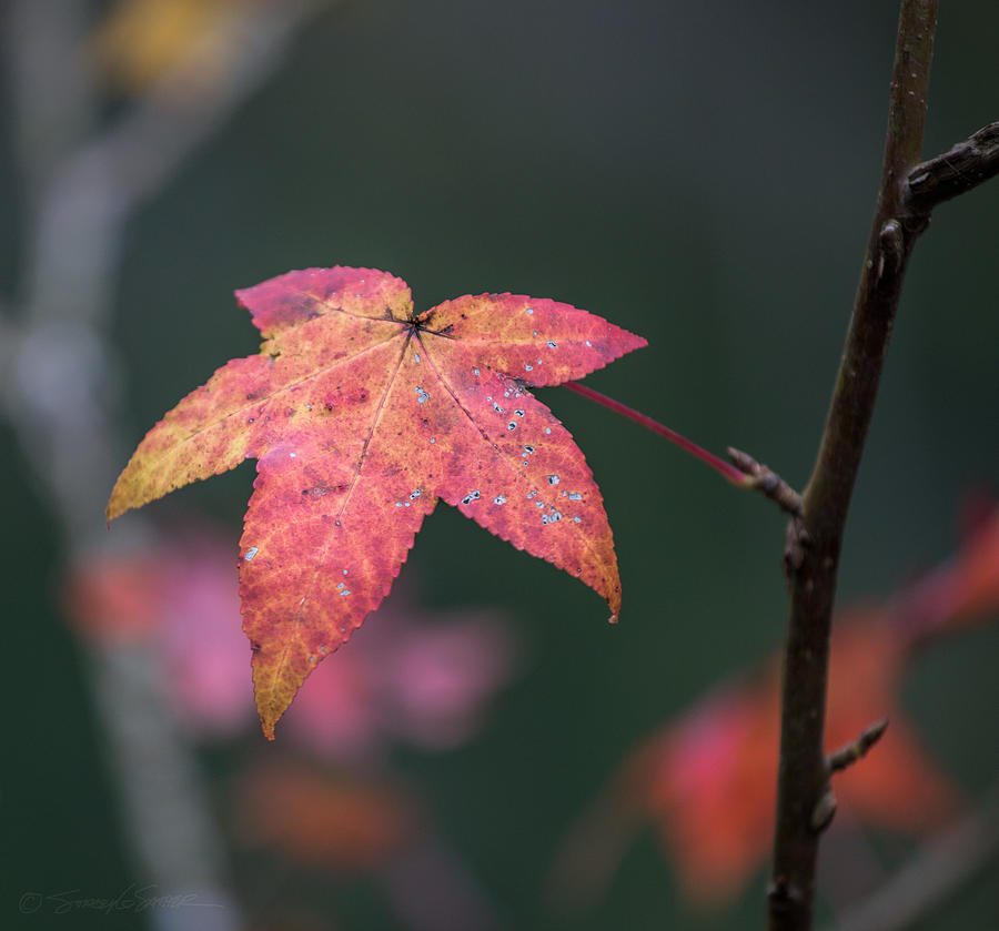 Quarry Leaf Photograph by Stacey Sather