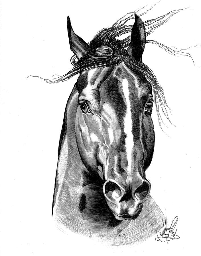 Horse Drawing - Quarter Horse Head Shot in Bic Pen by Cheryl Poland
