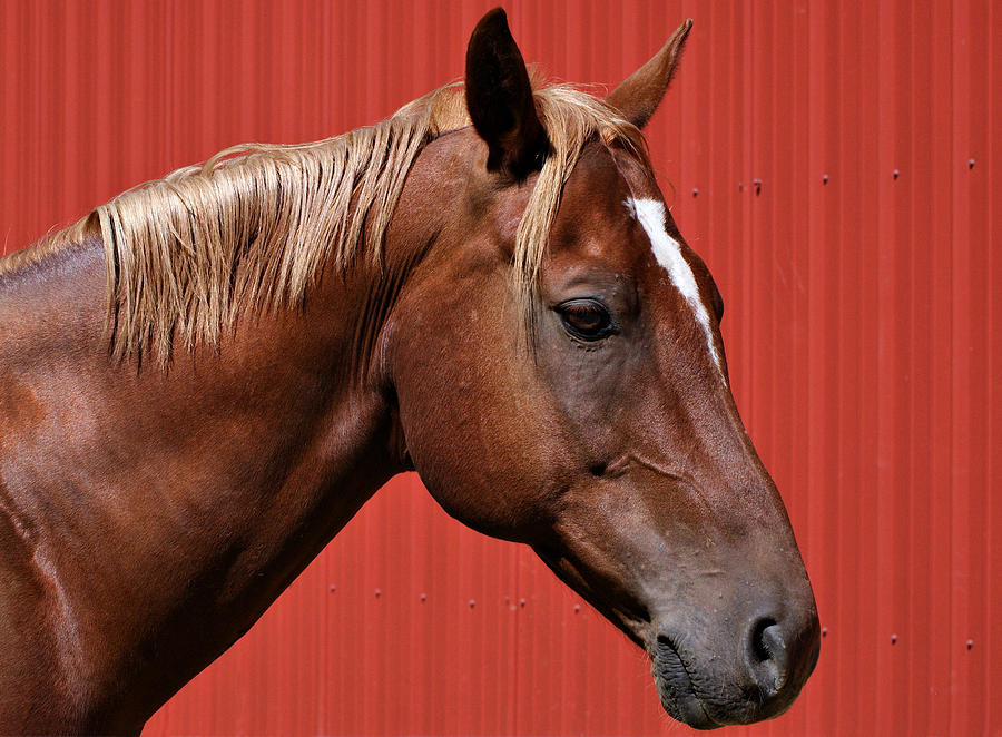 Quarter Horse II Photograph by Sandy Keeton