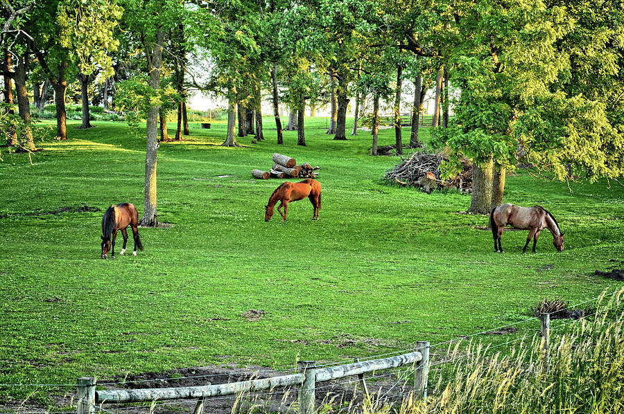 Quarter Horse Pasture 2 Photograph by Bonfire Photography