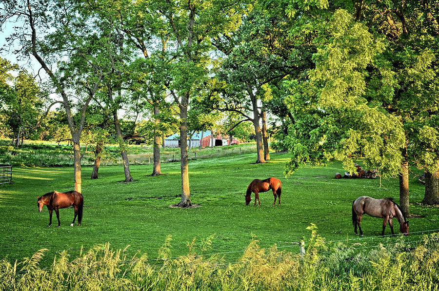 Quarter Horse Pasture Photograph by Bonfire Photography