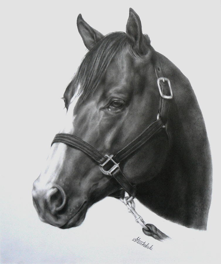 Quarter Horse Portrait Drawing by Margaret Stockdale