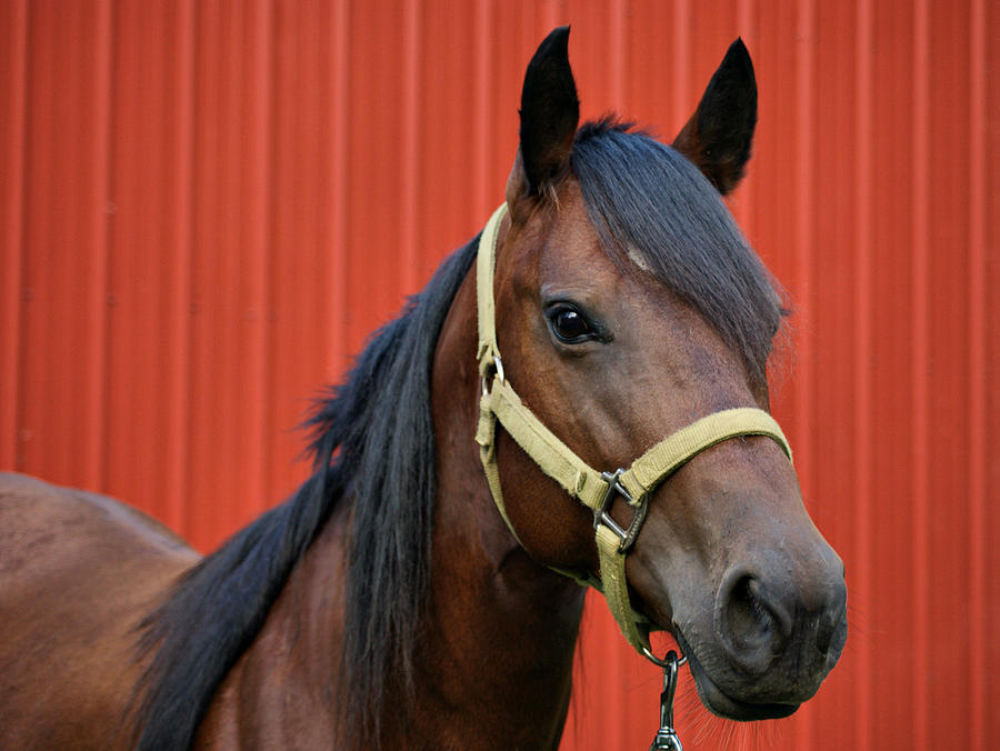 Quarter Horse Photograph by Sandy Keeton