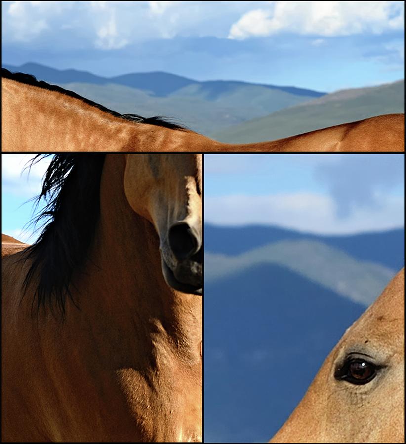 Quarter Horse Triptych Photograph by Debra Sabeck