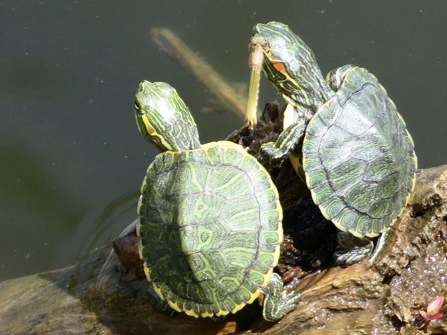 Quarter Size Siblings Photograph by Darryl Brisben | Fine Art America