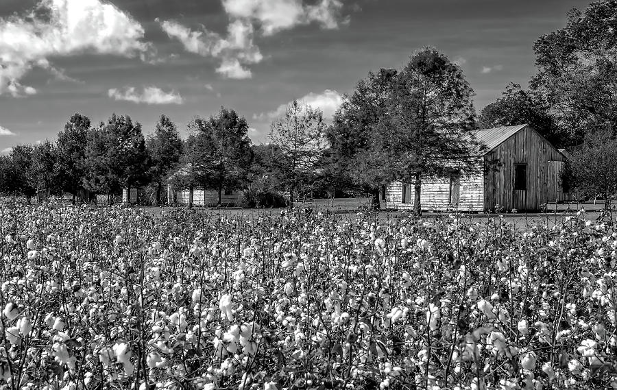 Quarters Viewed From Cotton Field at Frogmore Plantation  -  BW Photograph by Frank J Benz