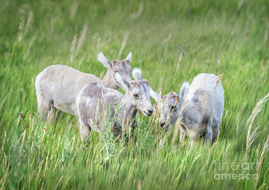 Trio of Bighorn Sheep Photograph by Karen Jorstad