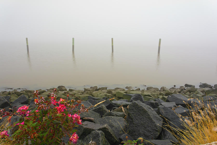 Quartet Of Fog Photograph by Angelo Marcialis