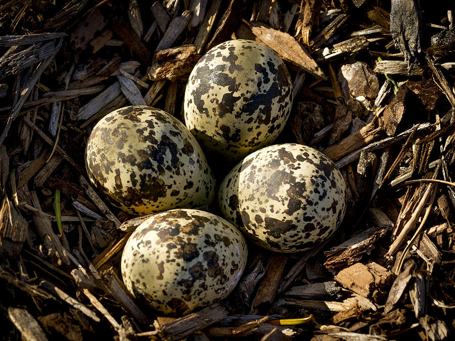 Quartet of Killdeer Eggs by Jean Noren Photograph by Jean Noren