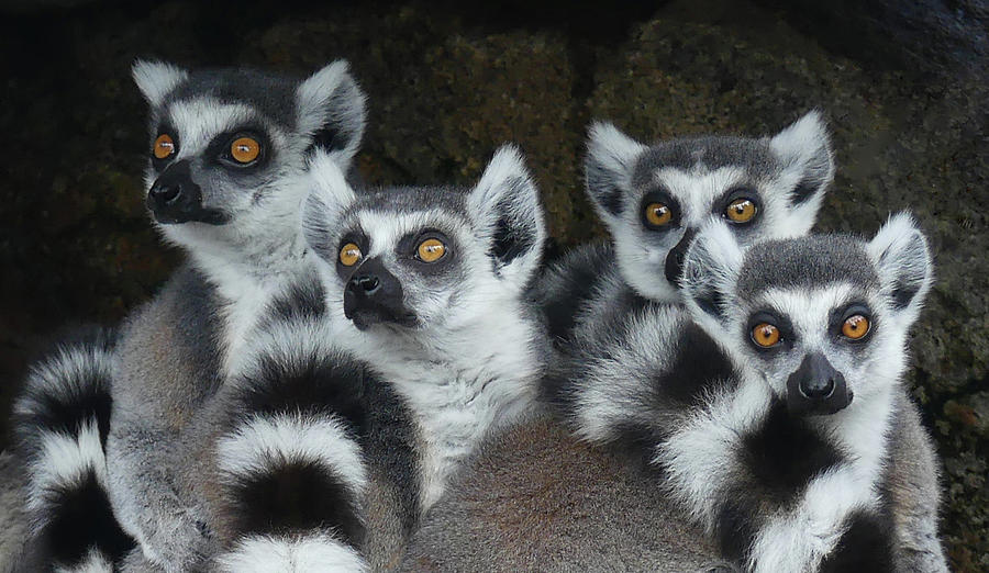 Quartet Of Ring-tailed Lemurs Photograph by Margaret Saheed
