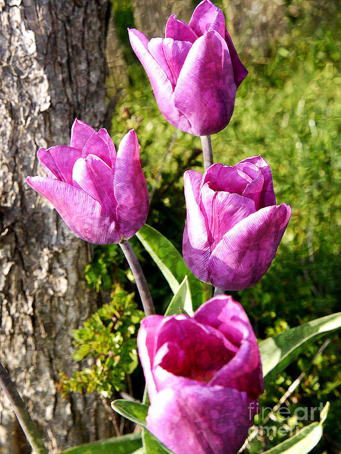 Quartet of Textured Tulips Photograph by Brenda Kean