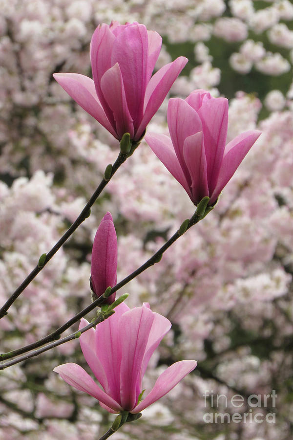 Quartet standout Photograph by Frank Townsley - Fine Art America