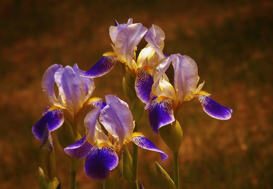 Quarto Iris Photograph by Barbara St Jean