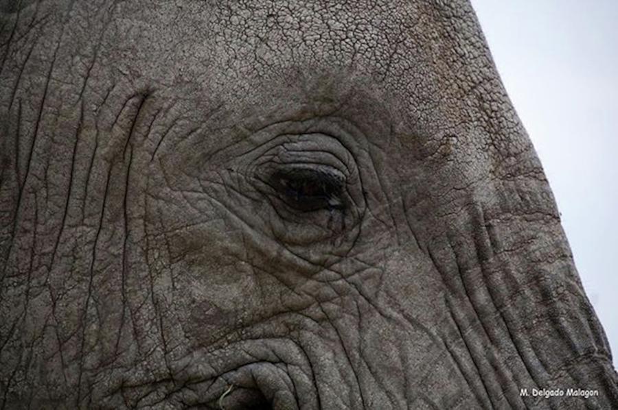 Wildlife Photograph - Que Tal Esta Selfie?. #elephant by Mario Delgado Malagon