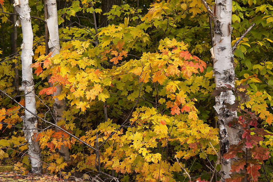 Quebec Autumn Photograph by Eunice Gibb