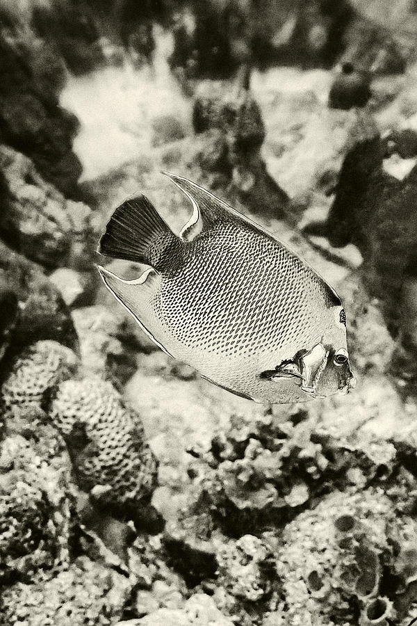 Queen Angel Fish 2 Photograph by Perla Copernik