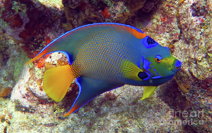 Queen Angelfish 1 Photograph by Daryl Duda