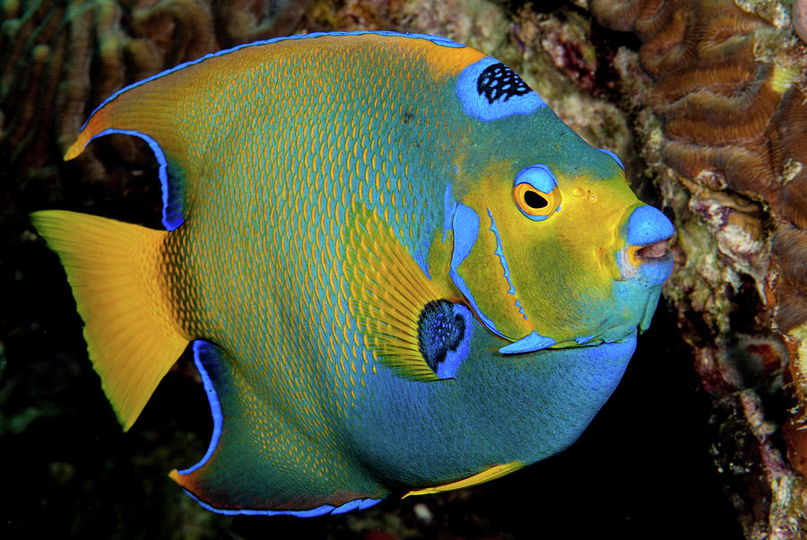 Queen Angelfish 2 Photograph by Robert Wrenn - Fine Art America