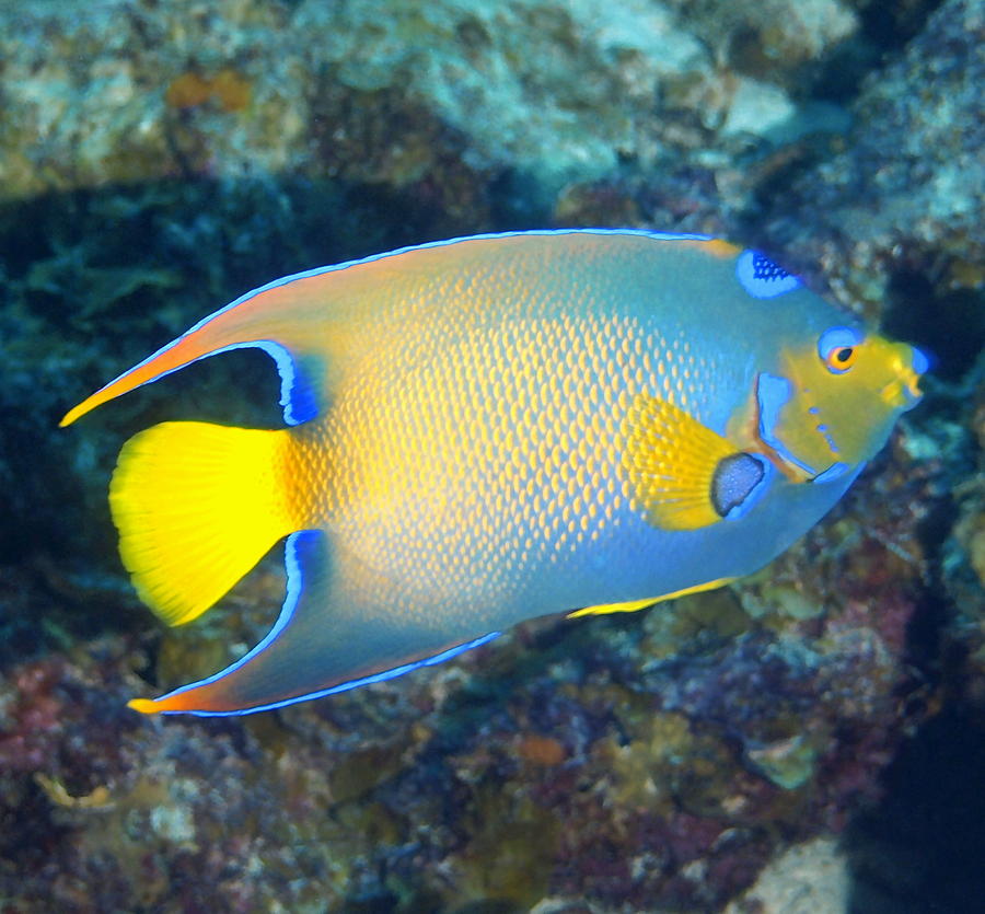 Queen Angelfish  Photograph by Amy McDaniel