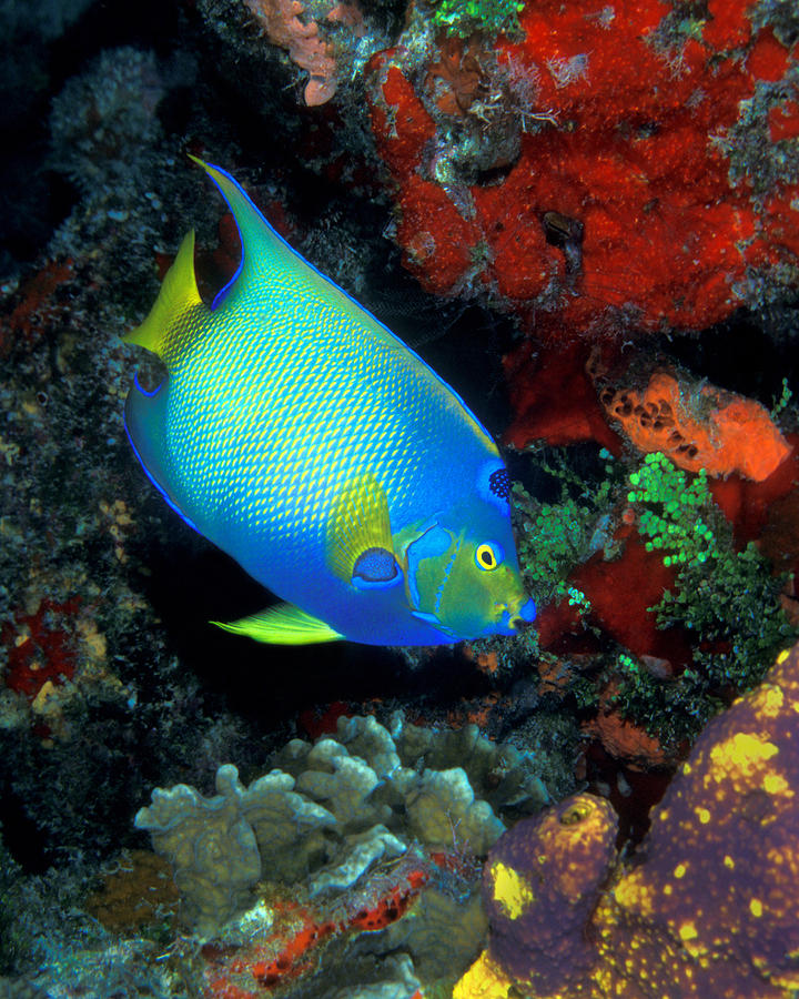 Queen Angelfish, Cozumel Photograph by Pauline Walsh Jacobson