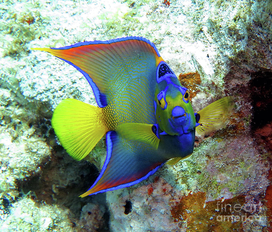 Queen Angelfish Photograph by Daryl Duda