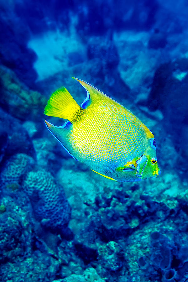 Queen Angelfish I Photograph by Perla Copernik