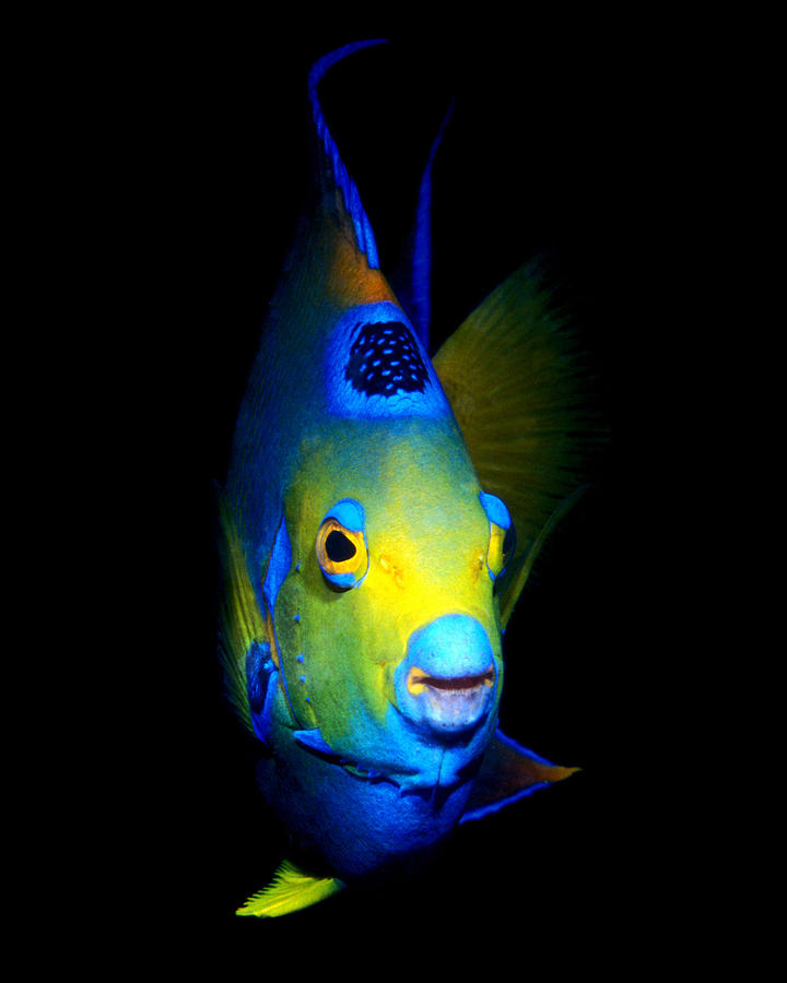 Queen Angelfish, Roatan, Honduras Photograph by Pauline Walsh Jacobson