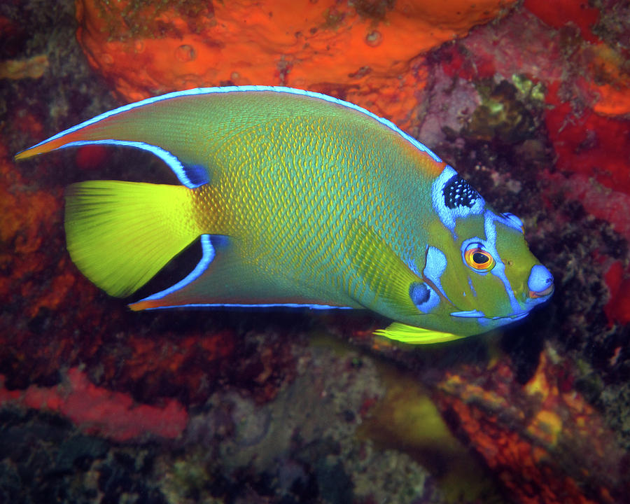 Queen Angelfish, U. S. Virgin Islands 2 Photograph by Pauline Walsh Jacobson